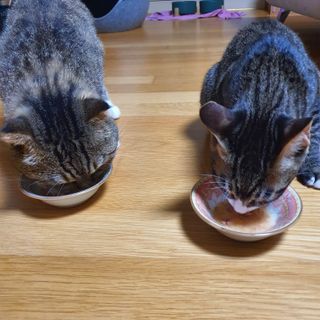비타크래프트 고양이 수프 50g 3가지맛 x4팩씩 총 12팩 — 5점을 준 리뷰어가 2021년 8월 올린 사용 사진