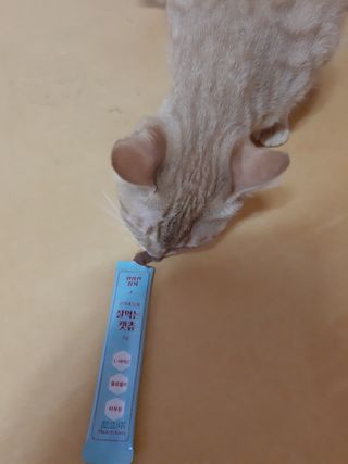 페페로니 잘 먹는 캣츄 - 원양선 참치 24개입 — 5점을 준 리뷰어가 2021년 8월 올린 사용 사진