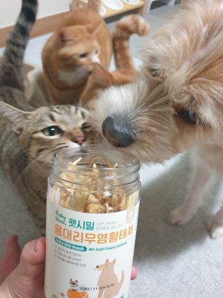 [펫시밀] 원물그대로 강원도 인제군 용대리 무염황태채 60g 강아지 고양이 프리미엄 수제간식 — 5점을 준 리뷰어가 2023년 11월 올린 사용 사진