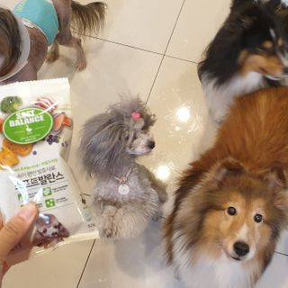 씨디랩 속이 편한 강아지 사료 소프트발란스 기호성 좋은 발효사료 피부와 위장 관절과 위장 — 5점을 준 리뷰어가 2021년 3월 올린 사용 사진