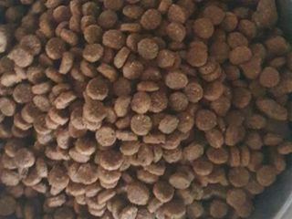 영국 바이탈린 강아지 애견사료 2kg — 5점을 준 리뷰어가 2021년 6월 올린 사용 사진