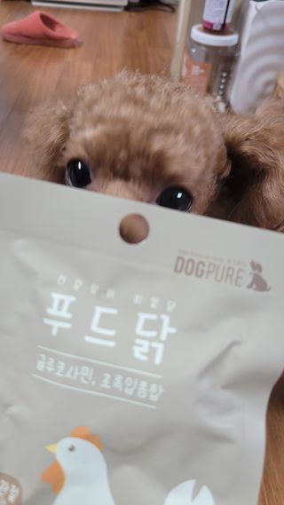 도그퓨어 푸드닭 강아지 닭고기 통살 애견간식 오리지널/차전자피/초록입홍합 — 5점을 준 리뷰어가 2021년 11월 올린 사용 사진