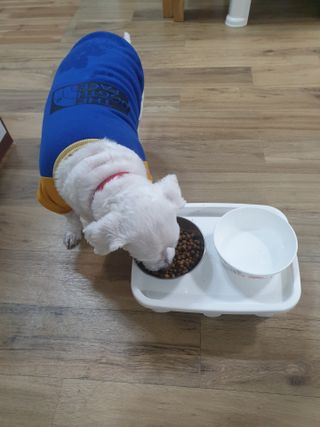 씨디랩 속이 편한 강아지 사료 소프트발란스 기호성 좋은 발효사료 피부와 위장 관절과 위장 — 5점을 준 리뷰어가 2021년 3월 올린 사용 사진