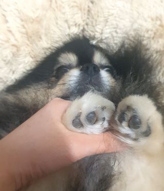 [레드허니밤]자유펫 고양이 강아지 발바닥 밤 14g — 5점을 준 리뷰어가 2021년 10월 올린 사용 사진