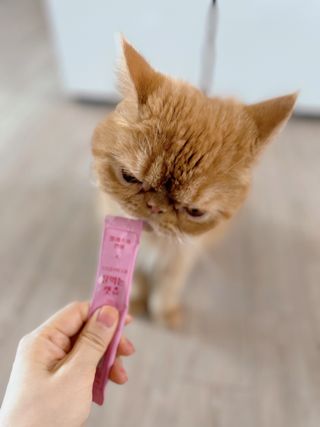 페페로니 잘 먹는 캣츄 - 알래스카 연어 24개입 — 5점을 준 리뷰어가 2021년 9월 올린 사용 사진