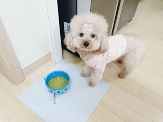 베이컨박스 [BACON] 강아지 수제간식 간편 동결건조 스튜 2종 - 황태, 초록 홍합 — 3.5점을 준 리뷰어가 2021년 1월 올린 사용 사진