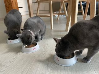 비타크래프트 고양이 수프 50g 3가지맛 x4팩씩 총 12팩 — 5점을 준 리뷰어가 2021년 10월 올린 사용 사진