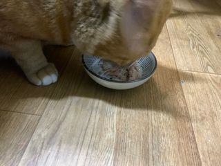 비타크래프트 고양이 수프 50g 3가지맛 x4팩씩 총 12팩 — 5점을 준 리뷰어가 2021년 10월 올린 사용 사진