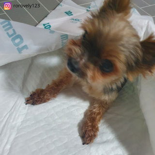 아베크 펫 와이드 프리미엄 대형 애견 강아지 배변 패드 30매 1팩 80g — 5점을 준 리뷰어가 2021년 7월 올린 사용 사진