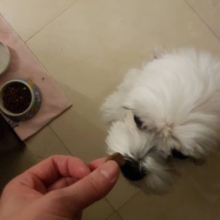 My Pet Care 천연단백질 관절건강에 개좋아 — 4점을 준 리뷰어가 2021년 2월 올린 사용 사진