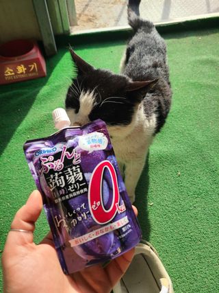ORIHIRO 오리히로 곤약젤리 제로칼로리 130g 4종 4팩(맛별로 1팩씩) — 5점을 준 리뷰어가 2023년 2월 올린 사용 사진
