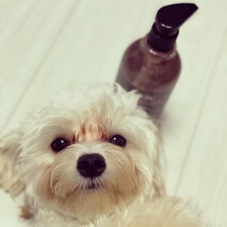 마리앤루이펫샴푸 [mari and louie pet shampoo] — 5점을 준 리뷰어가 2021년 5월 올린 사용 사진