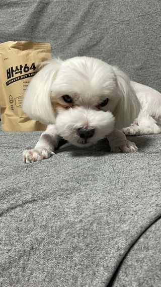 [보헤리] 국내산 강아지 육포간식 바삭 64 2종 — 5점을 준 리뷰어가 2022년 4월 올린 사용 사진