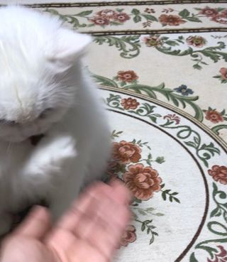 My Pet Care 천연단백질 관절건강에 개좋아 — 5점을 준 리뷰어가 2021년 3월 올린 사용 사진