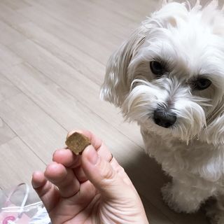 My Pet Care 천연단백질 관절건강에 개좋아 — 4점을 준 리뷰어가 2021년 1월 올린 사용 사진