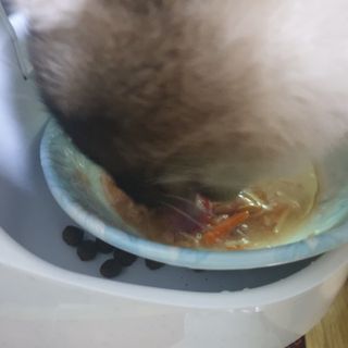 비타크래프트 고양이 수프 50g 3가지맛 x4팩씩 총 12팩 — 5점을 준 리뷰어가 2021년 10월 올린 사용 사진