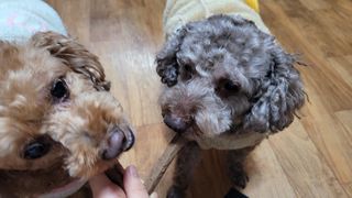 My Pet Care 천연단백질 치아건강에 개좋아 — 4점을 준 리뷰어가 2021년 1월 올린 사용 사진