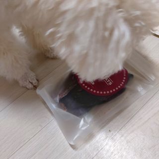 [졸리졸리] 말고기 육포 간식 (HORSE MEAT JERKY) — 5점을 준 리뷰어가 2023년 1월 올린 사용 사진