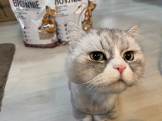 브라우니모래 [브라우니] 고양이 카사바모래 브라우니 천연 응고형 모래  6Lx2개 — 5점을 준 리뷰어가 2023년 12월 올린 사용 사진