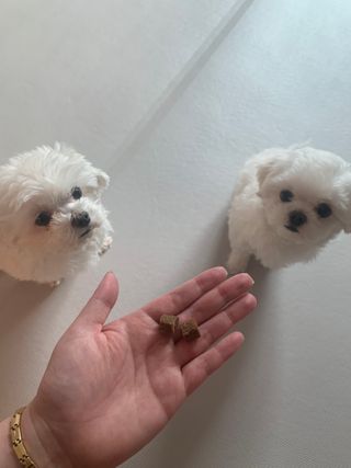My Pet Care 천연단백질 관절건강에 개좋아 — 5점을 준 리뷰어가 2021년 3월 올린 사용 사진