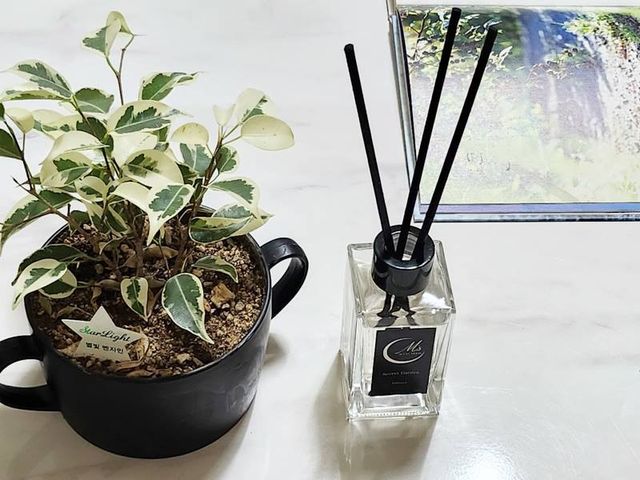 프리미엄 센트문 퍼퓸 디퓨저 100ml 리뷰 사진