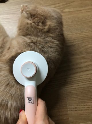 코코몰리 실키 데일리 원터치 브러쉬 — 5점을 준 리뷰어가 2021년 3월 올린 사용 사진