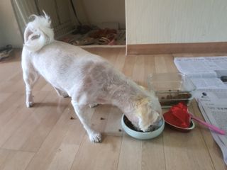 비타크래프트 조에시 하트캔 85g 강아지 습식캔 10캔 — 5점을 준 리뷰어가 2021년 7월 올린 사용 사진