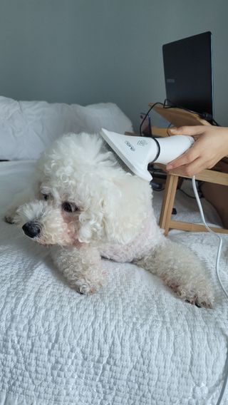 아베크 펫 강아지 고양이 애견 에어 브러쉬 드라이기 올인원 — 5점을 준 리뷰어가 2021년 7월 올린 사용 사진