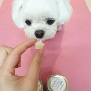 페페로니 자기전에 먹는 저알러지 껌 세트 치킨+오리 — 5점을 준 리뷰어가 2021년 7월 올린 사용 사진