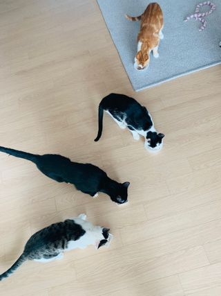 코코몰리 고양이 구강• 헤어볼 데일리 /신장• 요로 데일리 — 5점을 준 리뷰어가 2021년 3월 올린 사용 사진