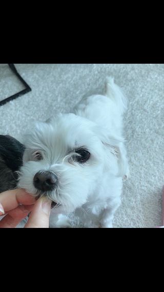 My Pet Care 천연단백질 관절건강에 개좋아 — 5점을 준 리뷰어가 2021년 1월 올린 사용 사진
