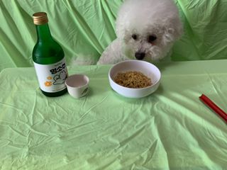 안심댕면 강아지라면 5봉지+쓰담쓰담 종합영양제 2스틱 샘플 증정 — 5점을 준 리뷰어가 2022년 8월 올린 사용 사진