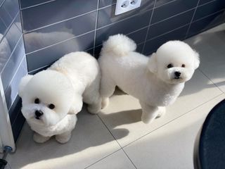 씨디랩 장 건강과 구강 건강을 한 번에 더블락토 강아지 고양이 유산균 — 3.5점을 준 리뷰어가 2021년 1월 올린 사용 사진