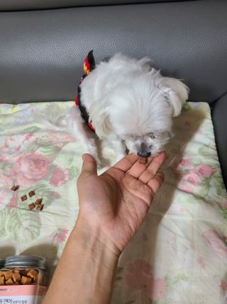 페페로니 진짜 오메가3 연어+소고기 180g+180g — 5점을 준 리뷰어가 2021년 7월 올린 사용 사진