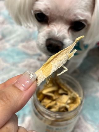 [펫시밀] 원물그대로 강원도 인제군 용대리 무염황태채 60g 강아지 고양이 프리미엄 수제간식 — 5점을 준 리뷰어가 2023년 11월 올린 사용 사진