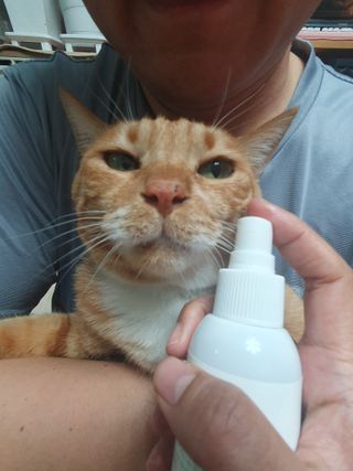 [댕모어 클리너 3종] 아이클리너 / 이어클리너 / 덴탈클리너 3종 세트 (120ml) — 5점을 준 리뷰어가 2023년 10월 올린 사용 사진