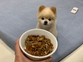 비타크래프트 조에시 하트캔 85g 강아지 습식캔 10캔 — 5점을 준 리뷰어가 2021년 7월 올린 사용 사진