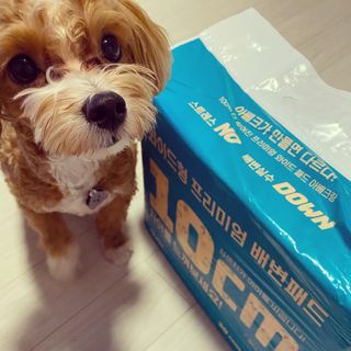 아베크 펫 와이드 프리미엄 대형 애견 강아지 배변 패드 30매 1팩 80g — 5점을 준 리뷰어가 2021년 7월 올린 사용 사진