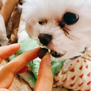 My Pet Care 천연단백질 관절건강에 개좋아 — 5점을 준 리뷰어가 2021년 1월 올린 사용 사진