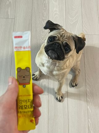 [레모나] 강아지 레모나 강아직 영양 간식 4종 택 1 — 5점을 준 리뷰어가 2024년 1월 올린 사용 사진