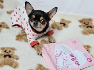 My Pet Care 천연단백질 관절건강에 개좋아 — 5점을 준 리뷰어가 2021년 1월 올린 사용 사진