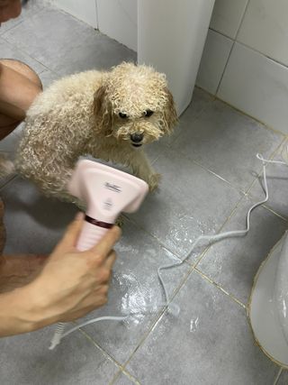 아베크 펫 강아지 고양이 애견 에어 브러쉬 드라이기 올인원 — 5점을 준 리뷰어가 2021년 7월 올린 사용 사진