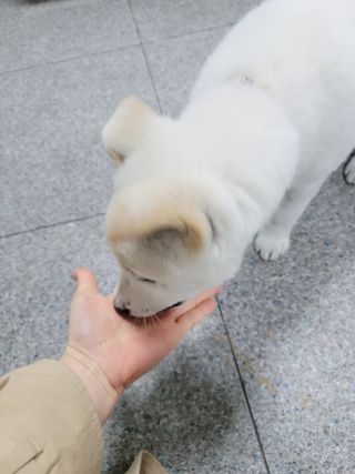 My Pet Care 천연단백질 관절건강에 개좋아 — 5점을 준 리뷰어가 2021년 3월 올린 사용 사진