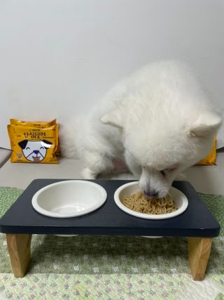 안심댕면 강아지라면 5봉지+쓰담쓰담 종합영양제 2스틱 샘플 증정 — 5점을 준 리뷰어가 2022년 8월 올린 사용 사진