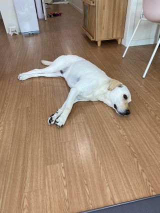마리앤루이펫샴푸 [mari and louie pet shampoo] — 5점을 준 리뷰어가 2021년 5월 올린 사용 사진
