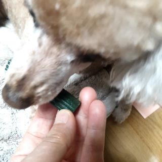🐕삐딱이💖💖💖님이 올린 리뷰 사진 4
