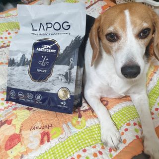 [푸디웜] 라포그 리얼인섹트 소프트키블 스킨 1KG — 5점을 준 리뷰어가 2022년 9월 올린 사용 사진