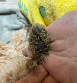 [자유펫] 시코니딘 고양이 강아지 피부 보습 연고 20g — 5점을 준 리뷰어가 2021년 11월 올린 사용 사진