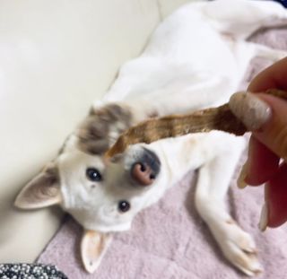 [보헤리] 국내산 강아지 육포간식 바삭 64 2종 — 5점을 준 리뷰어가 2022년 4월 올린 사용 사진
