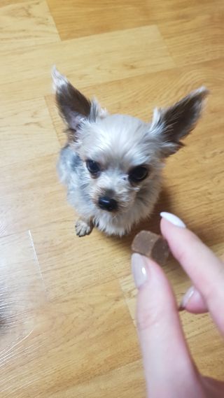 My Pet Care 천연단백질 관절건강에 개좋아 — 5점을 준 리뷰어가 2021년 1월 올린 사용 사진